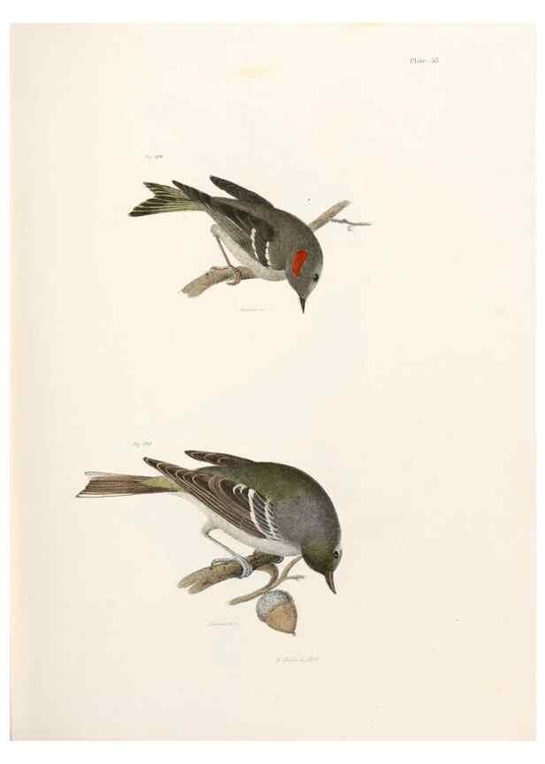Reproducción/Reproduction 7894682762: Zoology of New York;. Albany :W. & A. White & J. Visscher :1842-44.