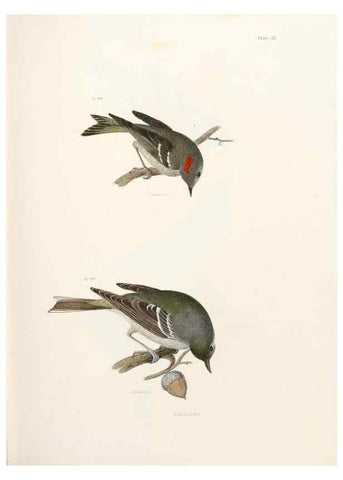 Reproducción/Reproduction 7894682762: Zoology of New York;. Albany :W. & A. White & J. Visscher :1842-44.