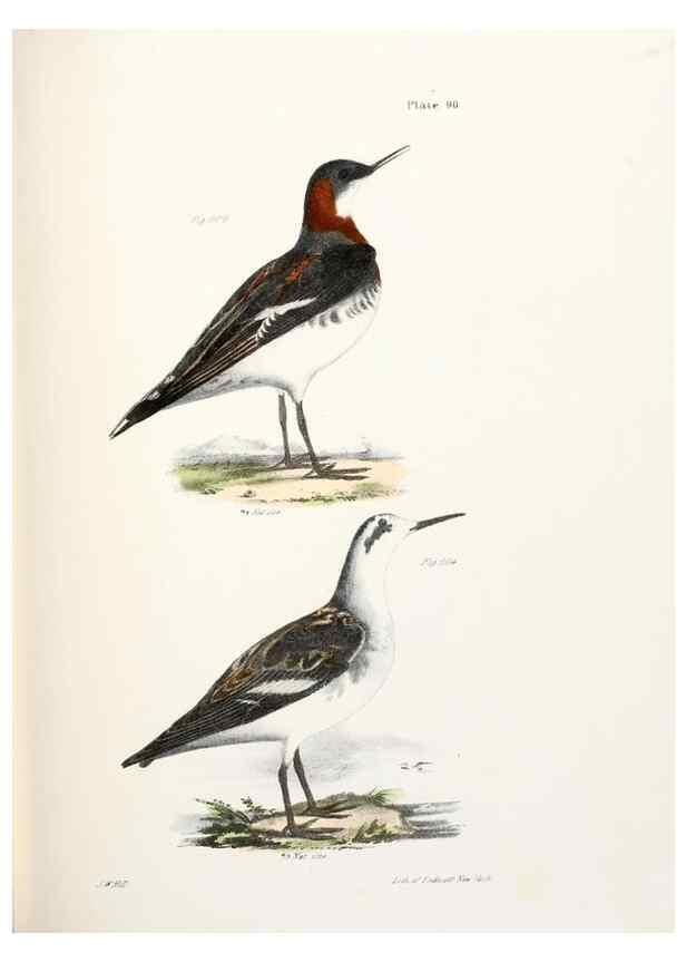 Reproducción/Reproduction 7894708738: Zoology of New York;. Albany :W. & A. White & J. Visscher :1842-44.