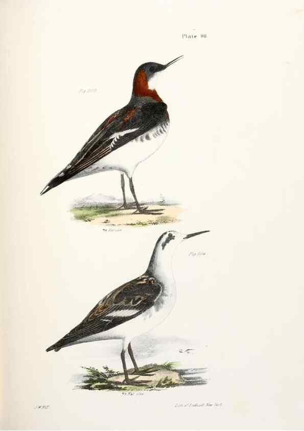 Reproducción/Reproduction 7894708738: Zoology of New York;. Albany :W. & A. White & J. Visscher :1842-44.
