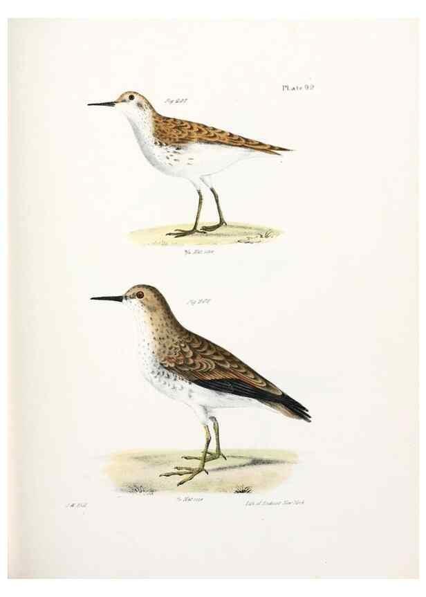 Reproducción/Reproduction 7894710350: Zoology of New York;. Albany :W. & A. White & J. Visscher :1842-44.