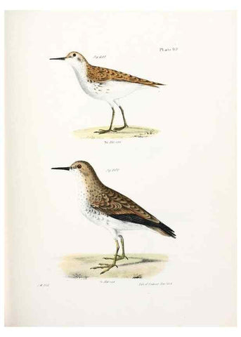 Reproducción/Reproduction 7894710350: Zoology of New York;. Albany :W. & A. White & J. Visscher :1842-44.