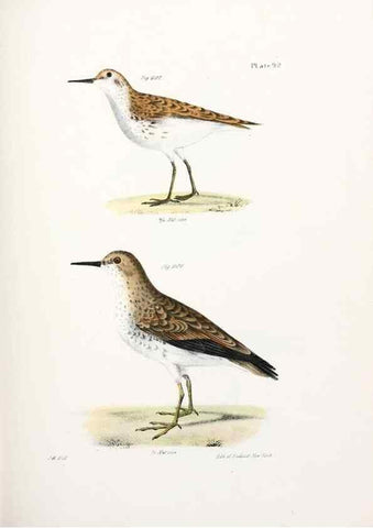 Reproducción/Reproduction 7894710350: Zoology of New York;. Albany :W. & A. White & J. Visscher :1842-44.