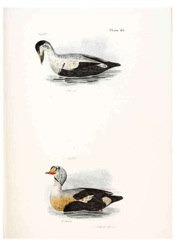 Reproducción/Reproduction 7894725614: Zoology of New York;. Albany :W. & A. White & J. Visscher :1842-44.