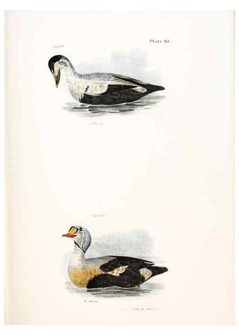 Reproducción/Reproduction 7894725614: Zoology of New York;. Albany :W. & A. White & J. Visscher :1842-44.