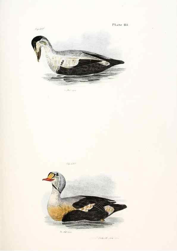 Reproducción/Reproduction 7894725614: Zoology of New York;. Albany :W. & A. White & J. Visscher :1842-44.