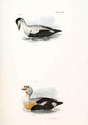 Reproducción/Reproduction 7894725614: Zoology of New York;. Albany :W. & A. White & J. Visscher :1842-44.