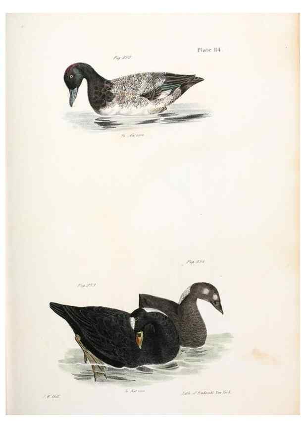 Reproducción/Reproduction 7894726540: Zoology of New York;. Albany :W. & A. White & J. Visscher :1842-44.