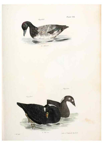 Reproducción/Reproduction 7894726540: Zoology of New York;. Albany :W. & A. White & J. Visscher :1842-44.