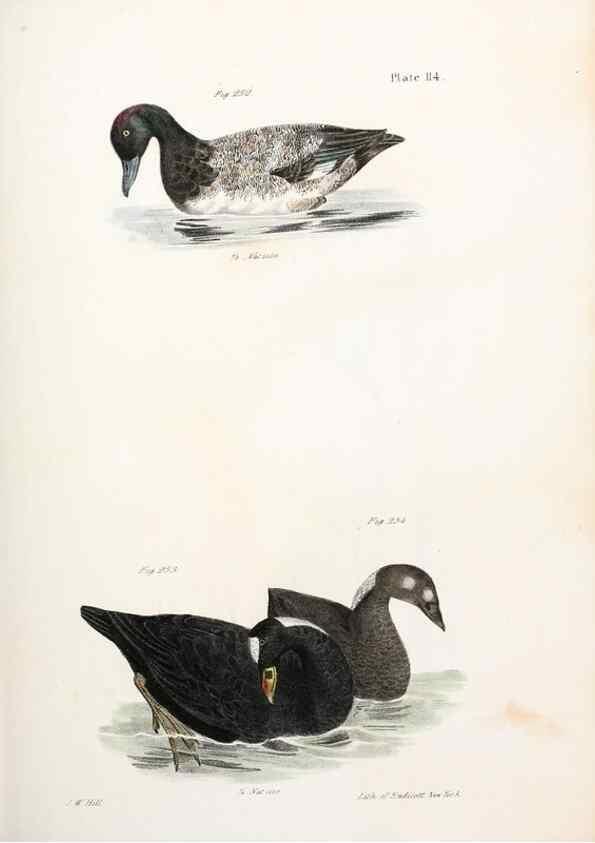 Reproducción/Reproduction 7894726540: Zoology of New York;. Albany :W. & A. White & J. Visscher :1842-44.