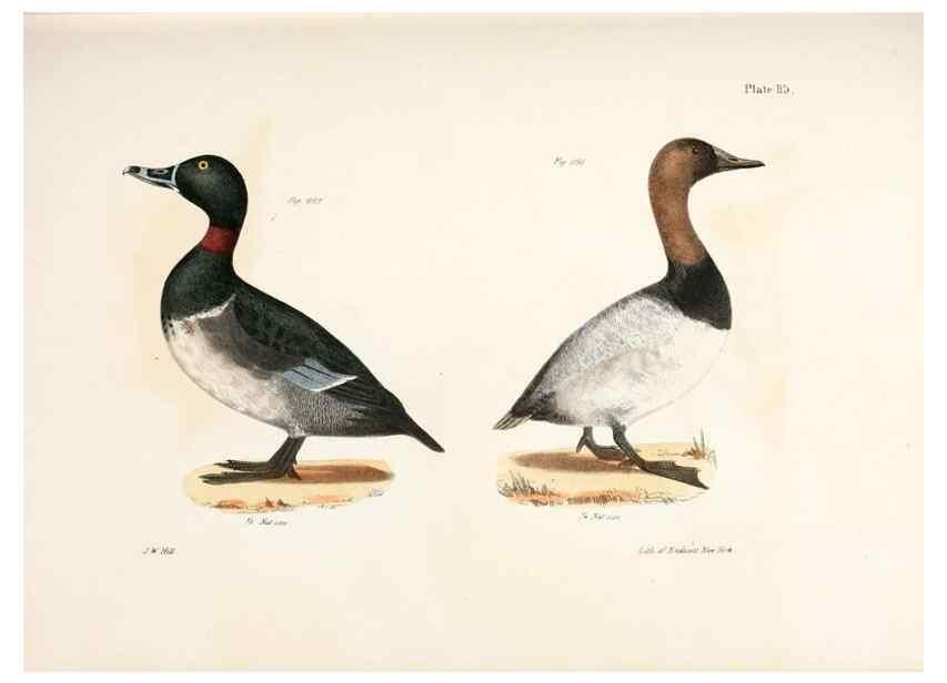 Reproducción/Reproduction 7894727218: Zoology of New York;. Albany :W. & A. White & J. Visscher :1842-44.