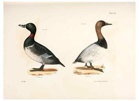 Reproducción/Reproduction 7894727218: Zoology of New York;. Albany :W. & A. White & J. Visscher :1842-44.