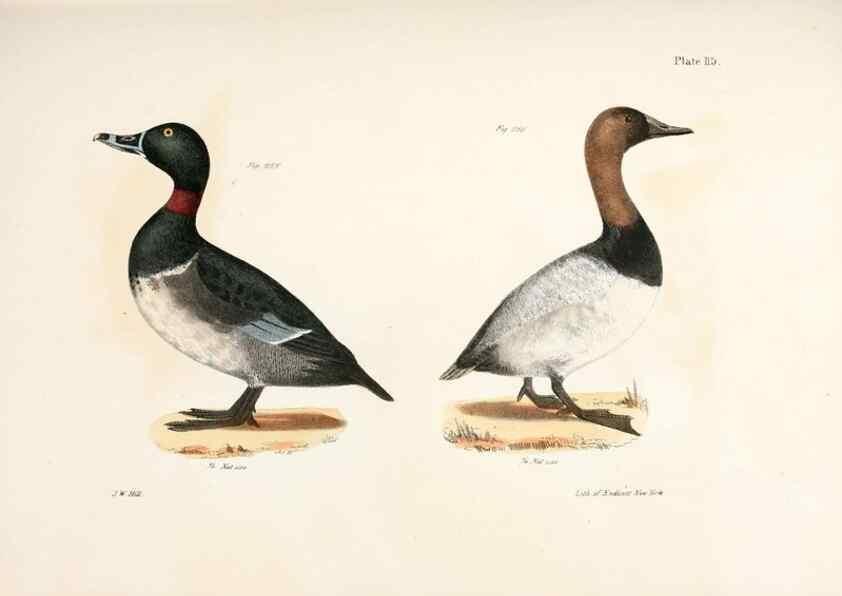 Reproducción/Reproduction 7894727218: Zoology of New York;. Albany :W. & A. White & J. Visscher :1842-44.