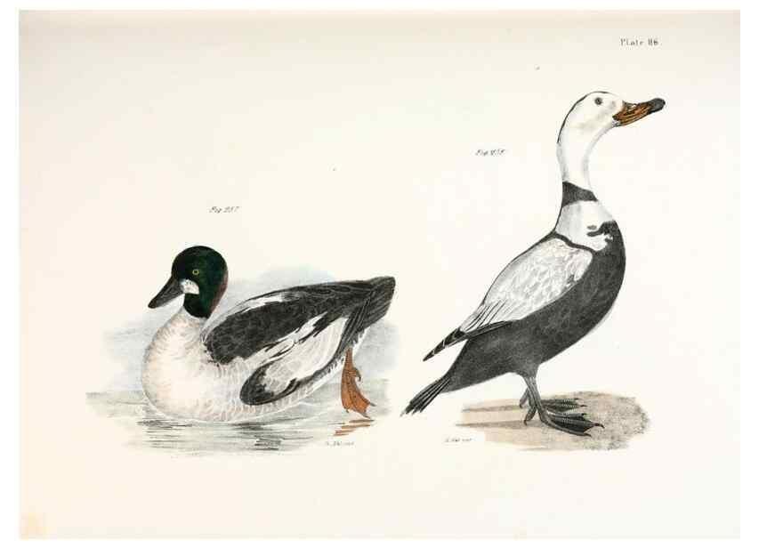 Reproducción/Reproduction 7894727856: Zoology of New York;. Albany :W. & A. White & J. Visscher :1842-44.
