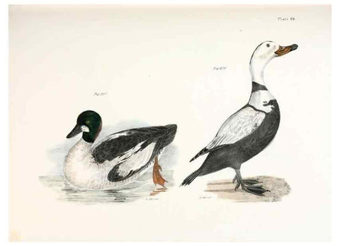 Reproducción/Reproduction 7894727856: Zoology of New York;. Albany :W. & A. White & J. Visscher :1842-44.