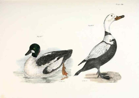 Reproducción/Reproduction 7894727856: Zoology of New York;. Albany :W. & A. White & J. Visscher :1842-44.