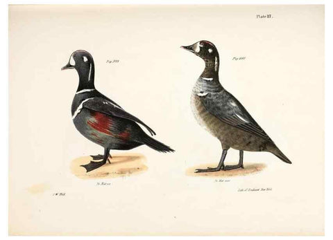 Reproducción/Reproduction 7894728512: Zoology of New York;. Albany :W. & A. White & J. Visscher :1842-44.