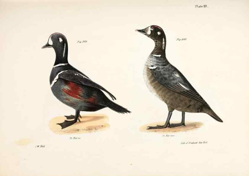 Reproducción/Reproduction 7894728512: Zoology of New York;. Albany :W. & A. White & J. Visscher :1842-44.