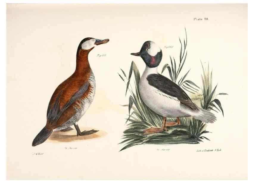 Reproducción/Reproduction 7894729182: Zoology of New York;. Albany :W. & A. White & J. Visscher :1842-44.