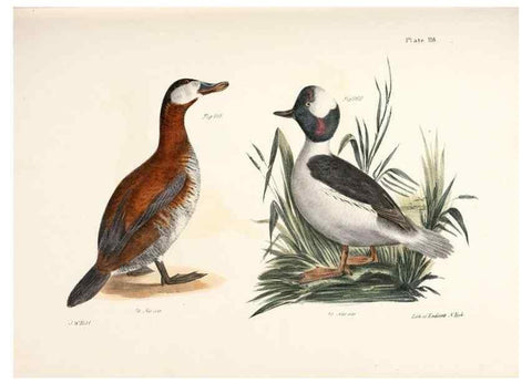 Reproducción/Reproduction 7894729182: Zoology of New York;. Albany :W. & A. White & J. Visscher :1842-44.