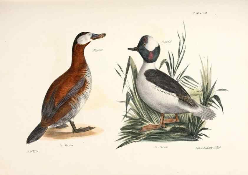 Reproducción/Reproduction 7894729182: Zoology of New York;. Albany :W. & A. White & J. Visscher :1842-44.