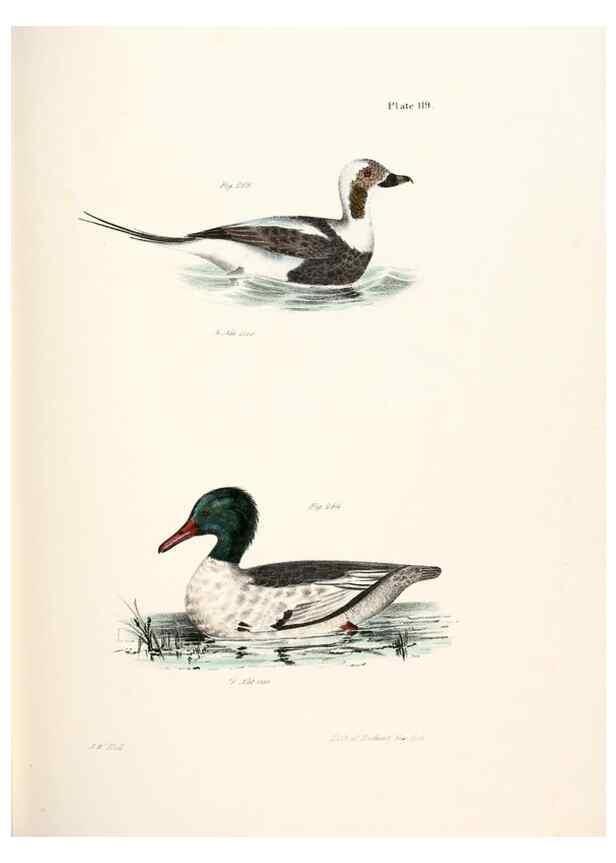 Reproducción/Reproduction 7894729780: Zoology of New York;. Albany :W. & A. White & J. Visscher :1842-44.