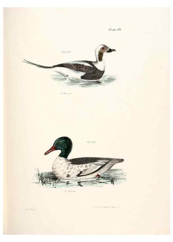 Reproducción/Reproduction 7894729780: Zoology of New York;. Albany :W. & A. White & J. Visscher :1842-44.