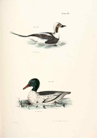 Reproducción/Reproduction 7894729780: Zoology of New York;. Albany :W. & A. White & J. Visscher :1842-44.