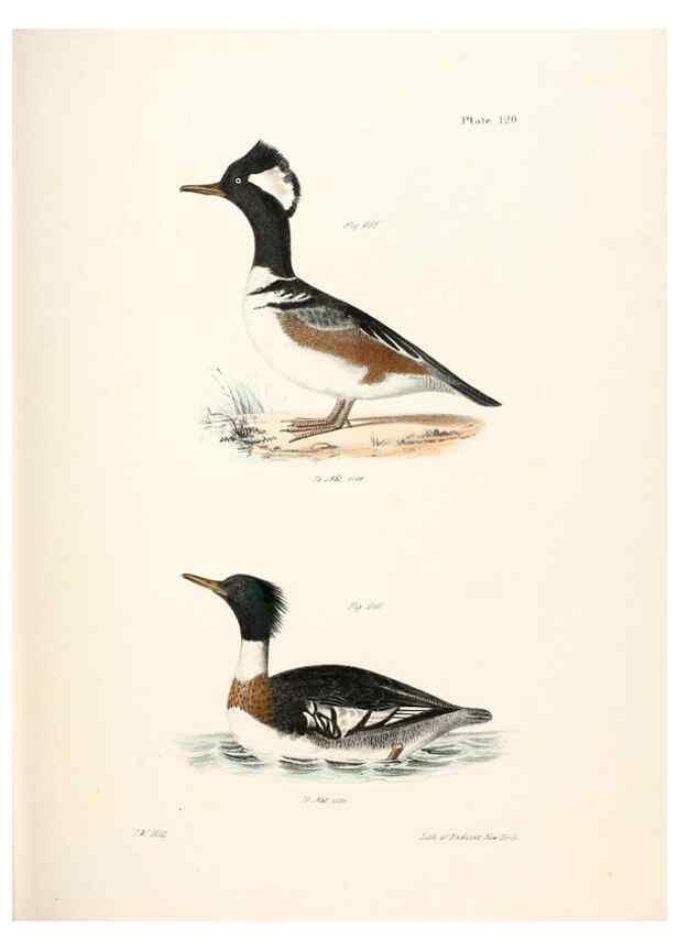 Reproducción/Reproduction 7894730464: Zoology of New York;. Albany :W. & A. White & J. Visscher :1842-44.