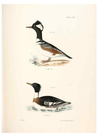 Reproducción/Reproduction 7894730464: Zoology of New York;. Albany :W. & A. White & J. Visscher :1842-44.