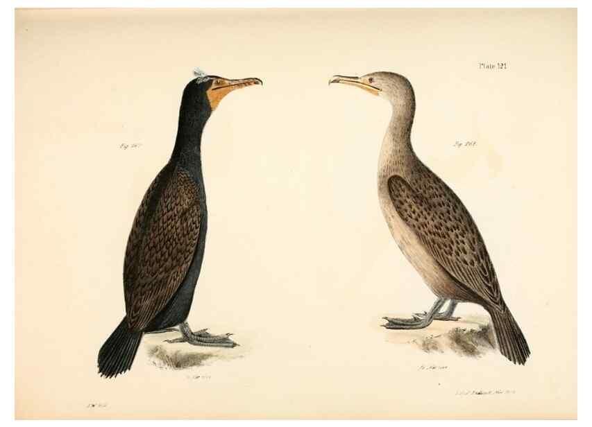 Reproducción/Reproduction 7894731186: Zoology of New York;. Albany :W. & A. White & J. Visscher :1842-44.