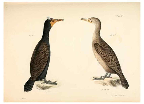Reproducción/Reproduction 7894731186: Zoology of New York;. Albany :W. & A. White & J. Visscher :1842-44.
