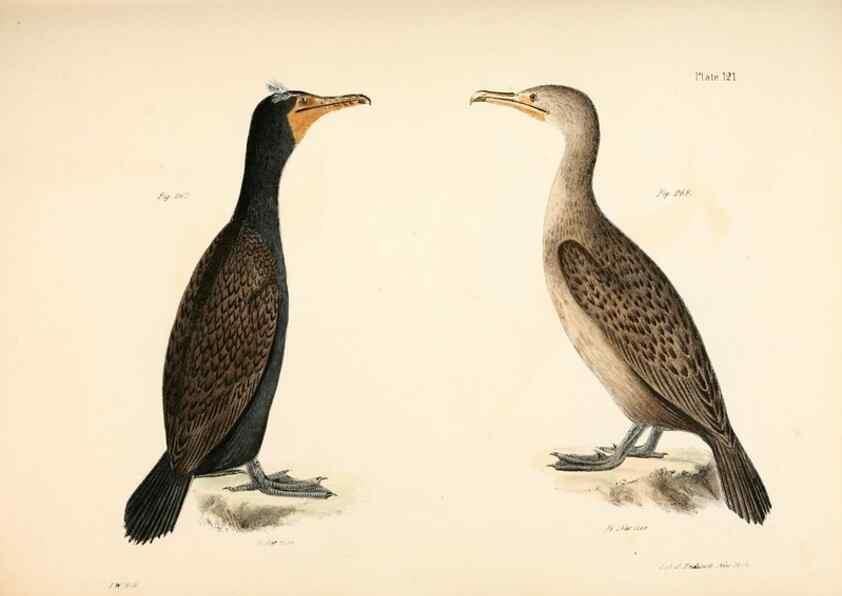 Reproducción/Reproduction 7894731186: Zoology of New York;. Albany :W. & A. White & J. Visscher :1842-44.