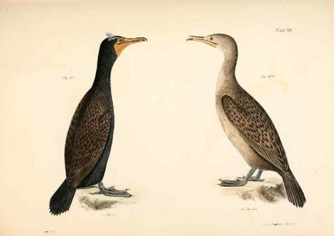 Reproducción/Reproduction 7894731186: Zoology of New York;. Albany :W. & A. White & J. Visscher :1842-44.