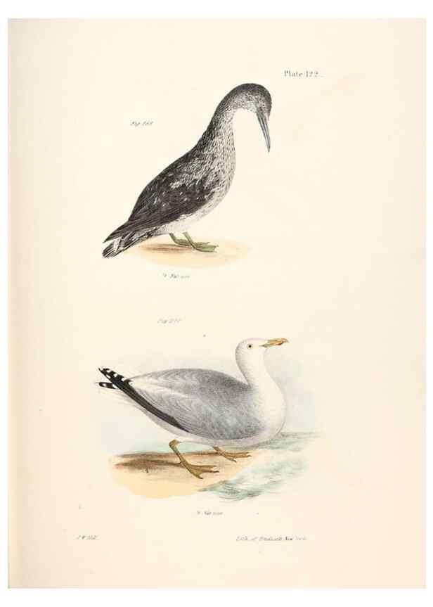 Reproducción/Reproduction 7894731882: Zoology of New York;. Albany :W. & A. White & J. Visscher :1842-44.