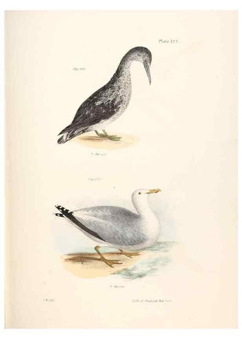 Reproducción/Reproduction 7894731882: Zoology of New York;. Albany :W. & A. White & J. Visscher :1842-44.