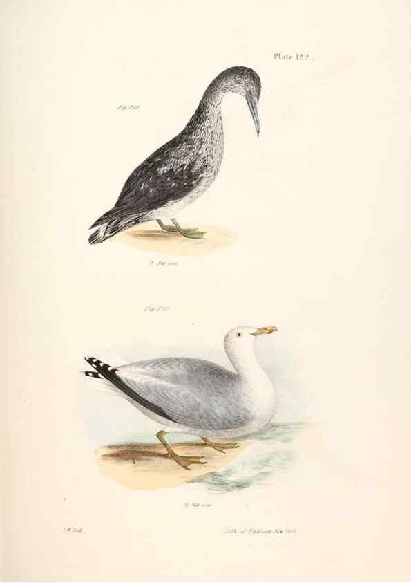 Reproducción/Reproduction 7894731882: Zoology of New York;. Albany :W. & A. White & J. Visscher :1842-44.