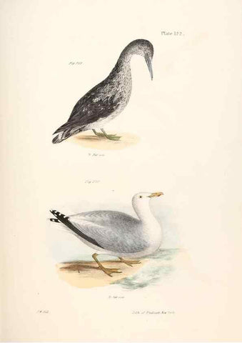 Reproducción/Reproduction 7894731882: Zoology of New York;. Albany :W. & A. White & J. Visscher :1842-44.
