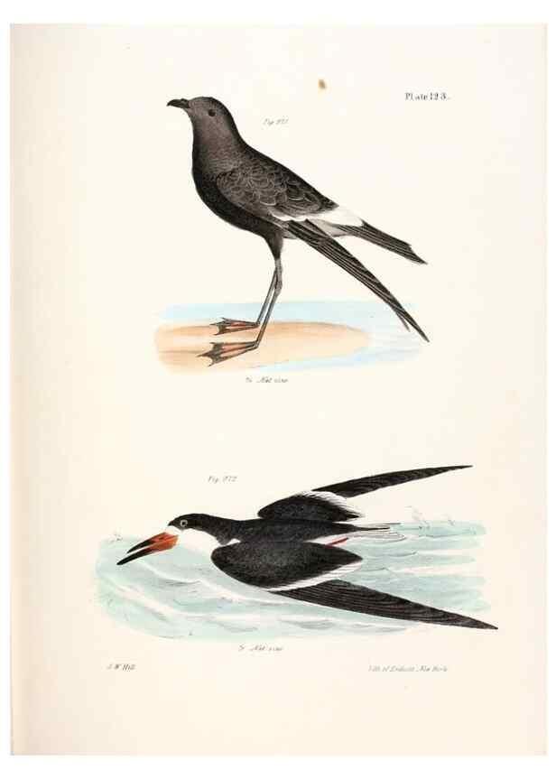 Reproducción/Reproduction 7894732492: Zoology of New York;. Albany :W. & A. White & J. Visscher :1842-44.