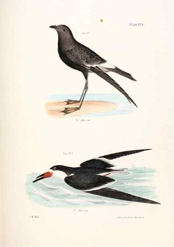 Reproducción/Reproduction 7894732492: Zoology of New York;. Albany :W. & A. White & J. Visscher :1842-44.