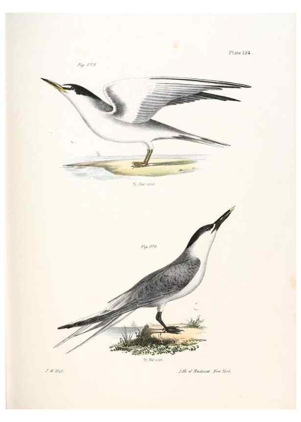 Reproducción/Reproduction 7894733136: Zoology of New York;. Albany :W. & A. White & J. Visscher :1842-44.