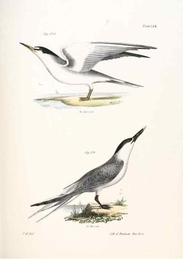 Reproducción/Reproduction 7894733136: Zoology of New York;. Albany :W. & A. White & J. Visscher :1842-44.