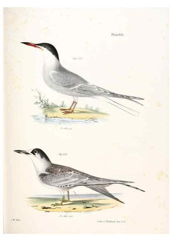Reproducción/Reproduction 7894733774: Zoology of New York;. Albany :W. & A. White & J. Visscher :1842-44.