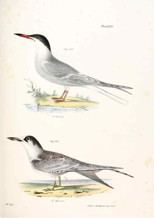 Reproducción/Reproduction 7894733774: Zoology of New York;. Albany :W. & A. White & J. Visscher :1842-44.