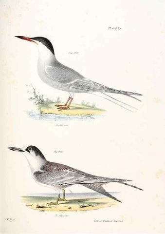 Reproducción/Reproduction 7894733774: Zoology of New York;. Albany :W. & A. White & J. Visscher :1842-44.