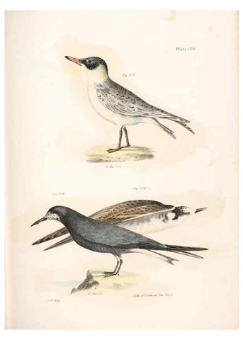 Reproducción/Reproduction 7894734590: Zoology of New York;. Albany :W. & A. White & J. Visscher :1842-44.