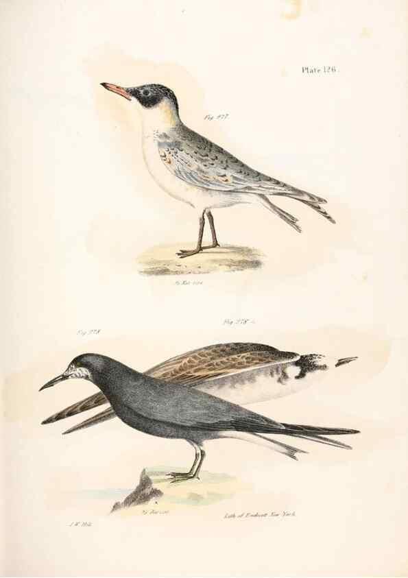 Reproducción/Reproduction 7894734590: Zoology of New York;. Albany :W. & A. White & J. Visscher :1842-44.
