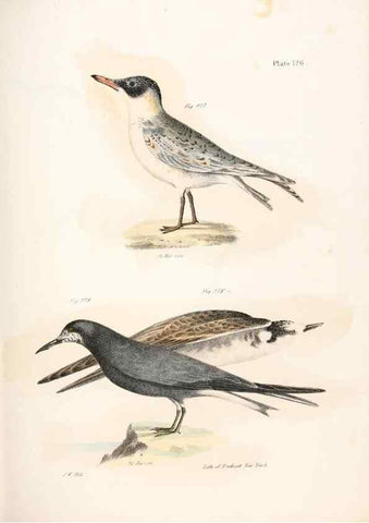 Reproducción/Reproduction 7894734590: Zoology of New York;. Albany :W. & A. White & J. Visscher :1842-44.