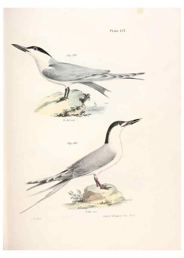 Reproducción/Reproduction 7894735260: Zoology of New York;. Albany :W. & A. White & J. Visscher :1842-44.