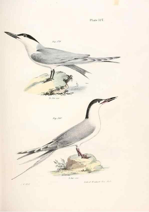 Reproducción/Reproduction 7894735260: Zoology of New York;. Albany :W. & A. White & J. Visscher :1842-44.